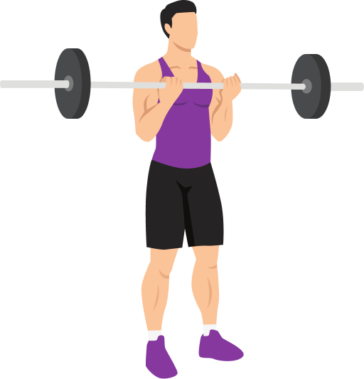 Illustration of the Barbell Bicep Curl